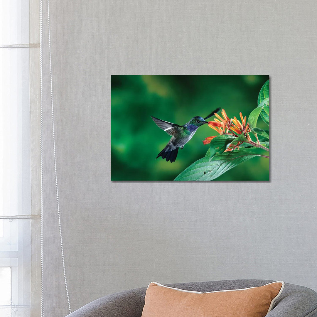 Blue-Chested Hummingbird Albino Male Feeding At And Pollinating Flowers Lowland Rainforest, Costa Rica by Michael & Patricia Fogden - Wrapped Canvas P