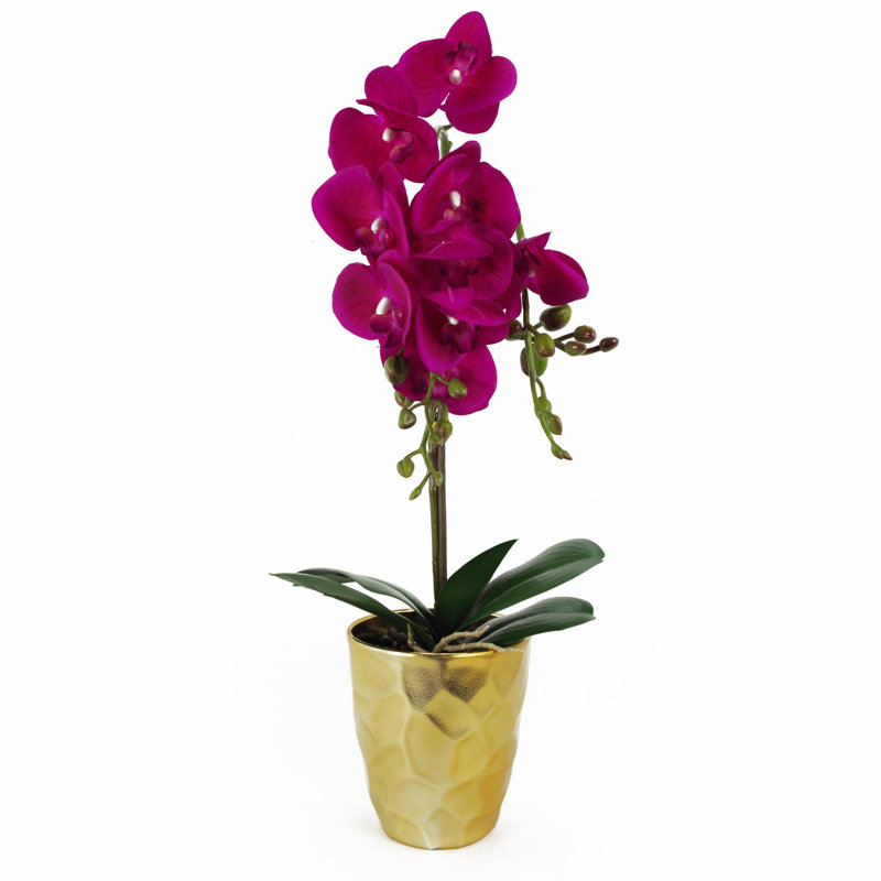Anneus 54cm Plant