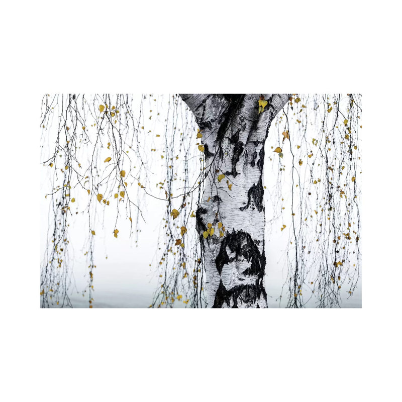 Birch Tree I - Estampe numérique sur toile tendue avec châssis, H 26 po x l 40 po x 1,5 po