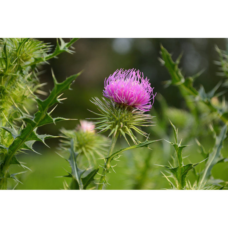 Thistle - Photographie sur toile tendue, H 12 po x l 18 po