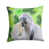 Shih Tzu sélectionné