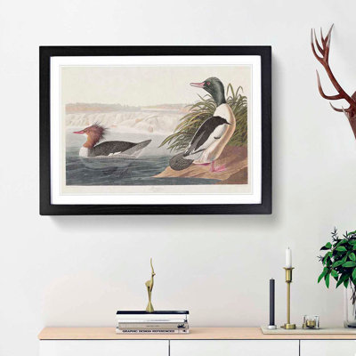 Goosander Ducks by John James Audubon - Picture Frame Art Print