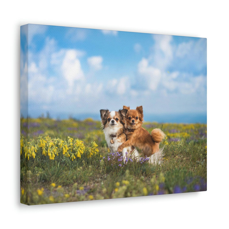 Chihuahua Couple, Chihuahua, H 12 po x l 16 po
