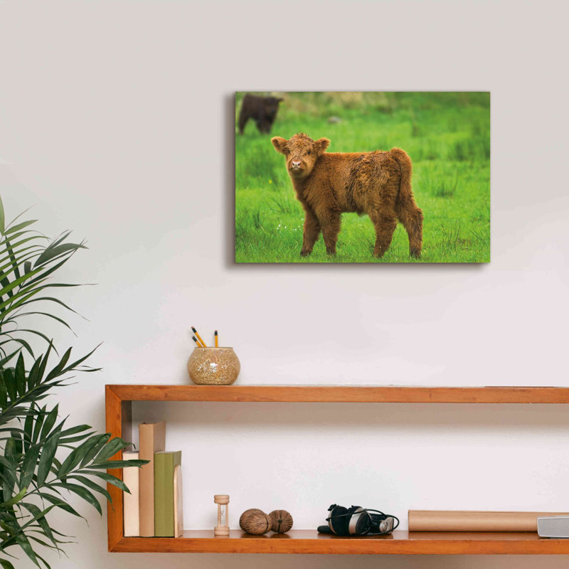 «Scottish Highland Cattle X» par Alan Majchrowicz, estampe numérique sur toile, L 18 po x H 12 po