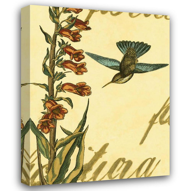 Colibri paisible II