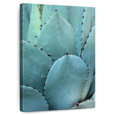 Harnek Thorny Agave