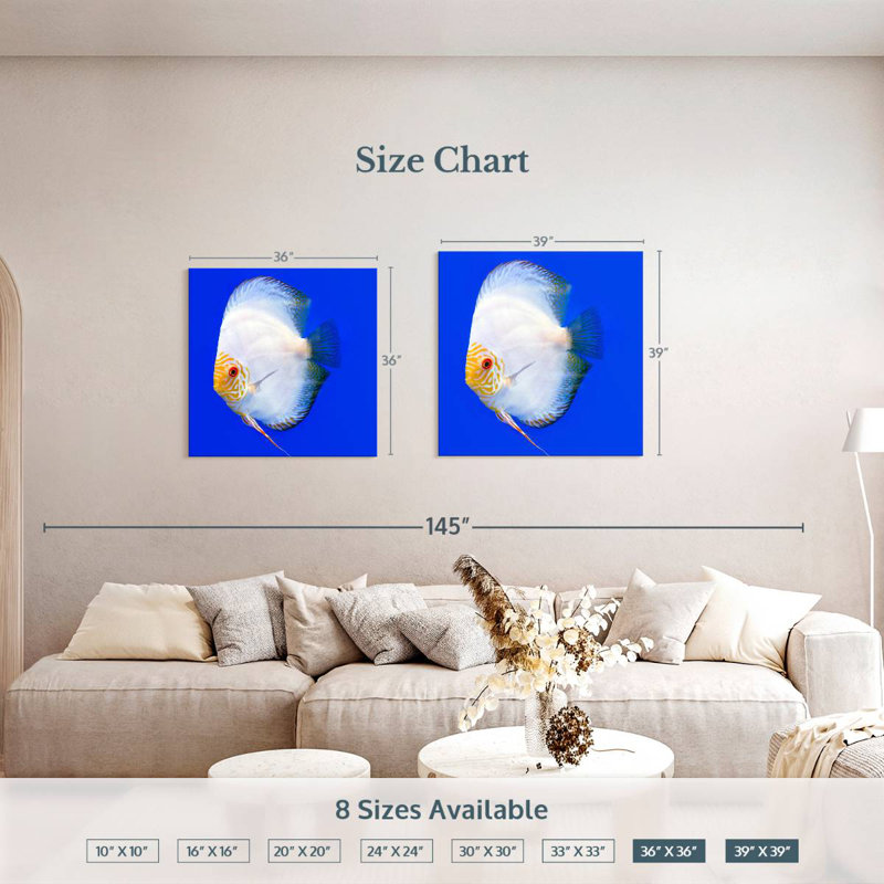 Brampt Pompadour Discus Fish