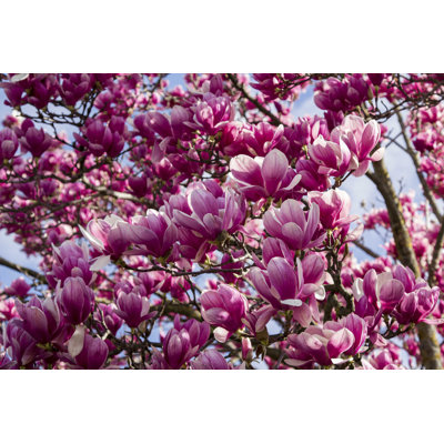 " Background Plant Magnolia "