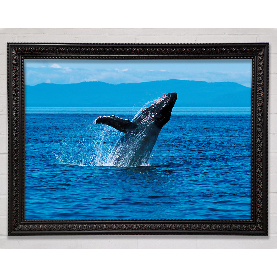 Whale Ocean Jump - Druck