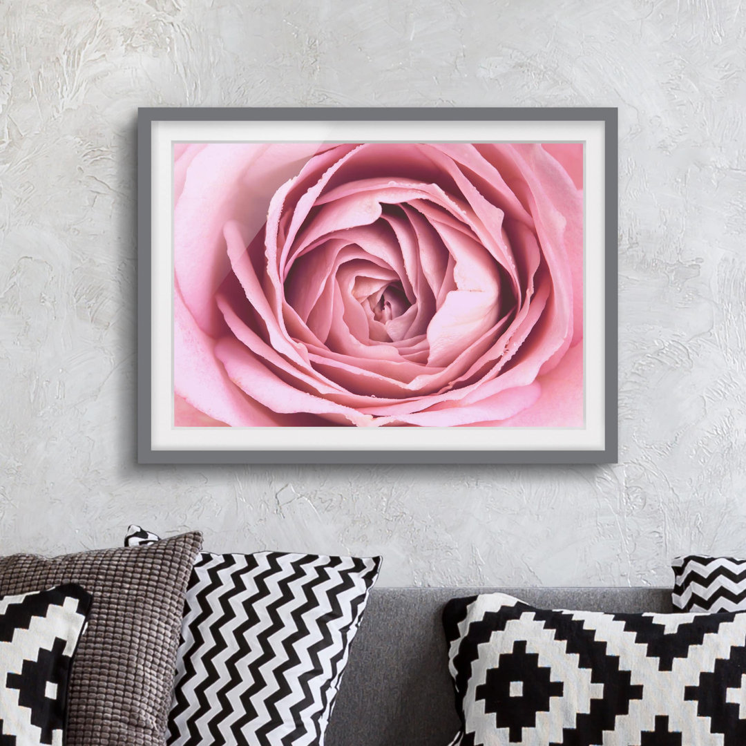 Gerahmtes Poster Pink Rose Flower