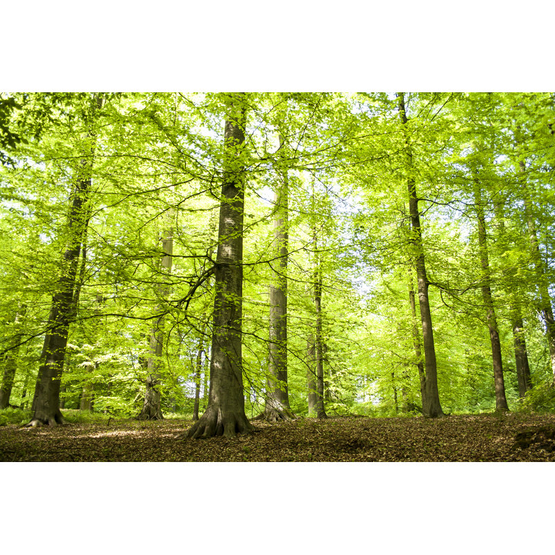 Dancing Trees In The Green Forest, 30cm H x 46cm W x 3.8cm D