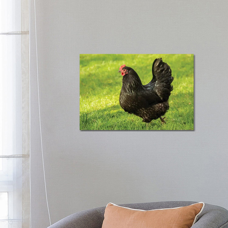 Free-Ranging Australorp Chicken, Issaquah, Washington, USA by Janet Horton - Wrapped Canvas Print