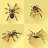 Elmwood Flat Spider Set by Huseyinaltinel - Wrapped Canvas Print-1029052642