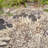 Emaliya Iron Birdbath