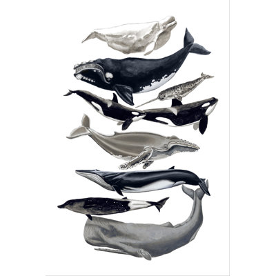 Baleine I