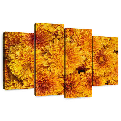 Harnek Chrysanthemums Bloom