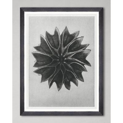 LIME MALLOW BY KARL BLOSSFELDT