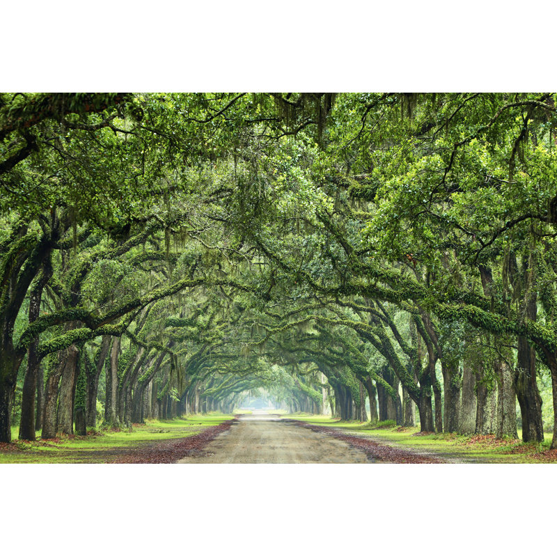 «Canopy Road VI» par James McLoughlin - photographie sur toile tendue, H 12 po x l 18 po