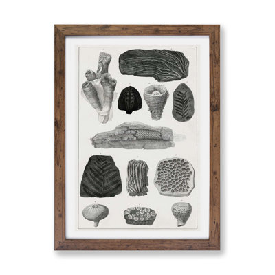 Collection Of Fossils by Oliver Goldsmith - Single Picture Frame Print