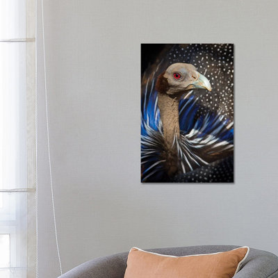 Vulturine Guineafowl Kenya - Wrapped Canvas Print