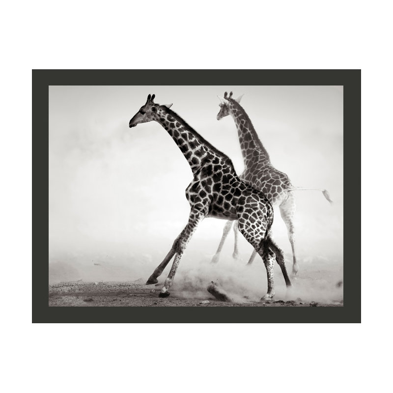 Giraffes 3.09m x 400cm Wallpaper, 350 cm x 270 cm