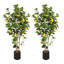 48cm Faux Lemon Plant-199865459