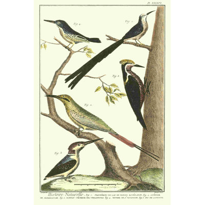 Martinet, famille d'oiseaux III