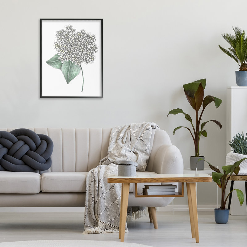 Croquis d'hydrangées blanches, giclée encadrée par Cecilia Battaini, H 20 po x l 16 po, Giclée encadrée noir minuit