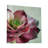 " Echeveria Burgandy "-1072428653