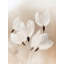 Ethereal Blossoms by Other Artist-270880022-270880009-270880028