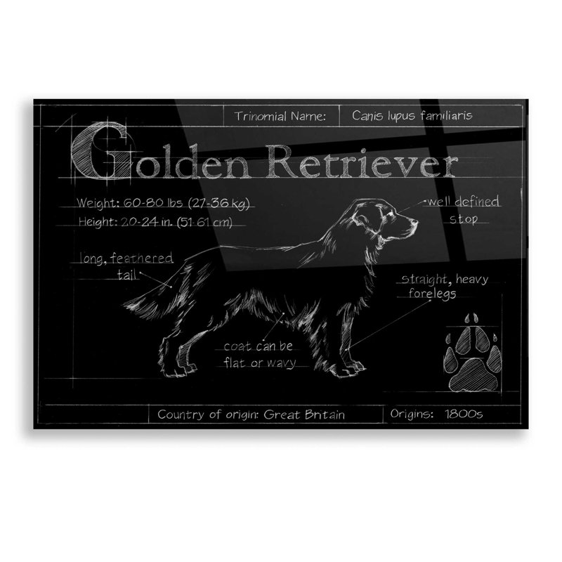 «Blueprint Golden Retriever» par Ethan Harper, art mural en verre acrylique, H 12 po x l 16 po x P 0,12 po