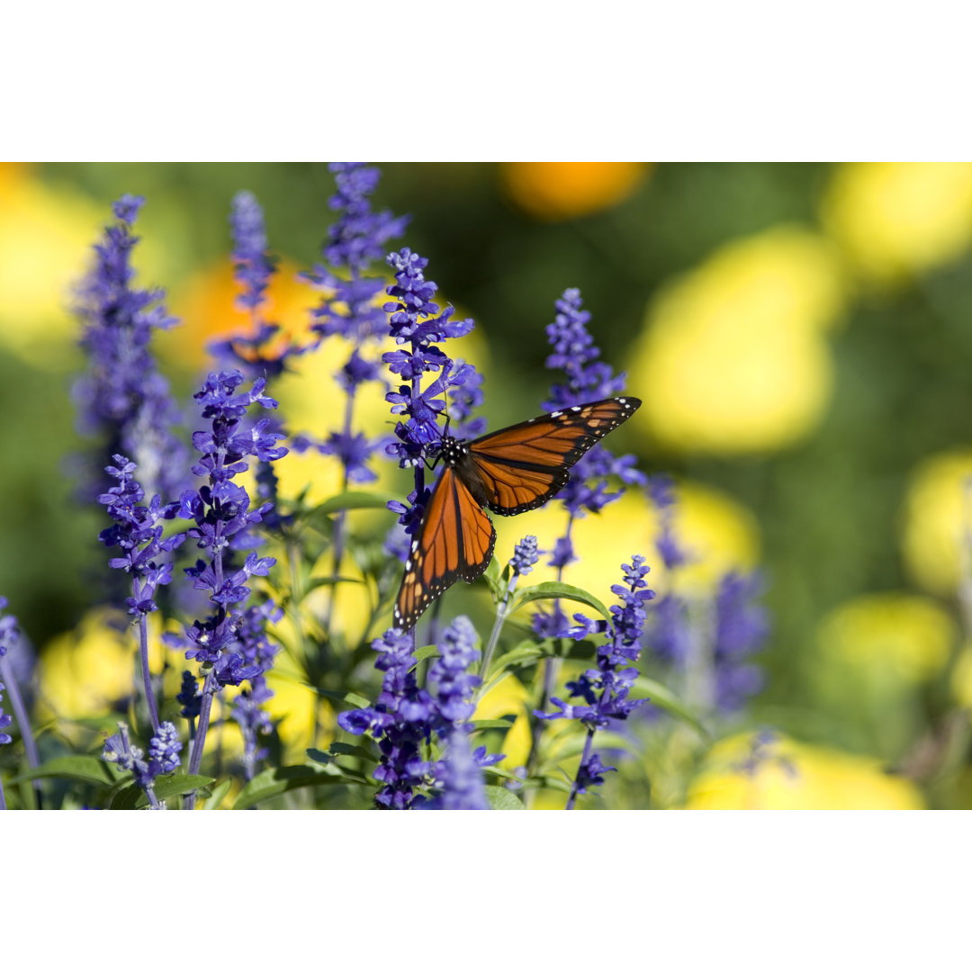 Schmetterling von Wsfurlan - Leinwandbild