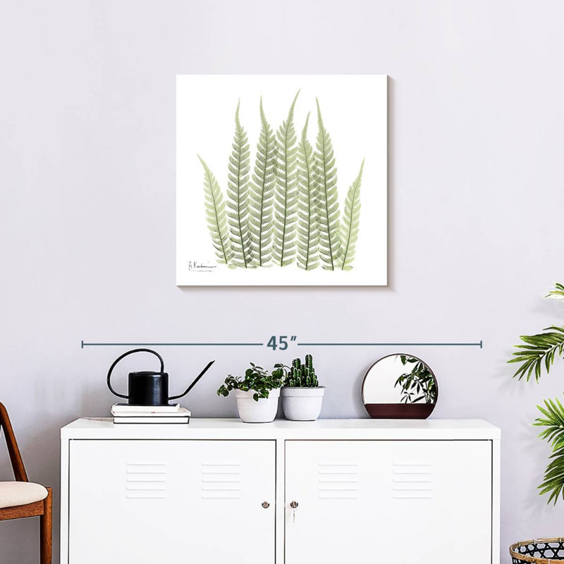 Tree Fern, 24" H x 24" W