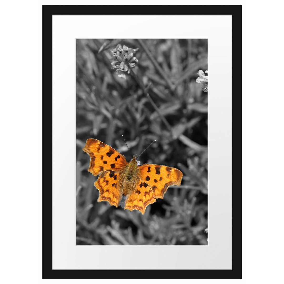 Schmetterling in Blumenwiese Gerahmter Fotodruck Poster