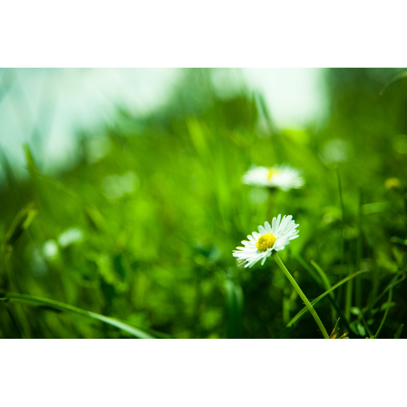 White Daisy by Moreiso, 20" H x 30" W