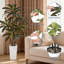 Plant-1137603670