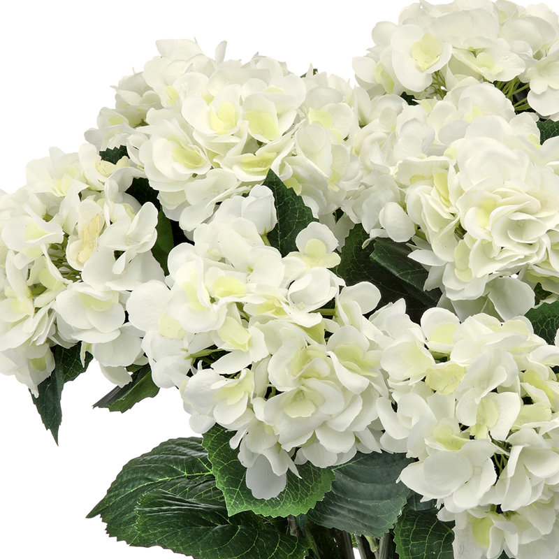 Hortensia de jardin 22 po, Hortensia de jardin blanc en pot