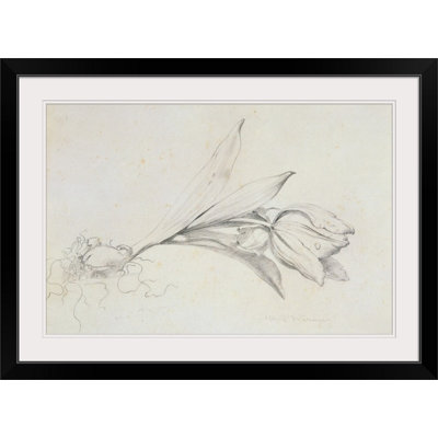Finching " Tulip " by Albert Williams