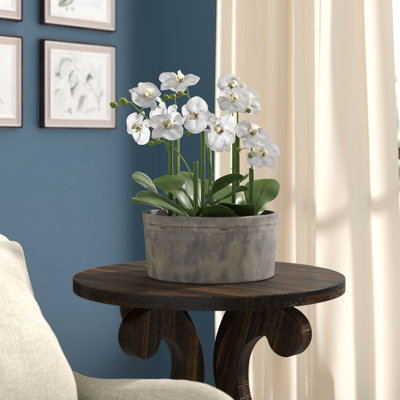 Arrangement floral orchidée phalaenopsis dans un pot d’argile