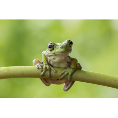 " Dumpy Frog "