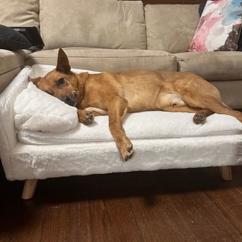 Coussin pour chien confortable et imperméable Comfy, null