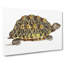 Tortoise by George Shaw - Wrapped Canvas Painting-55329380