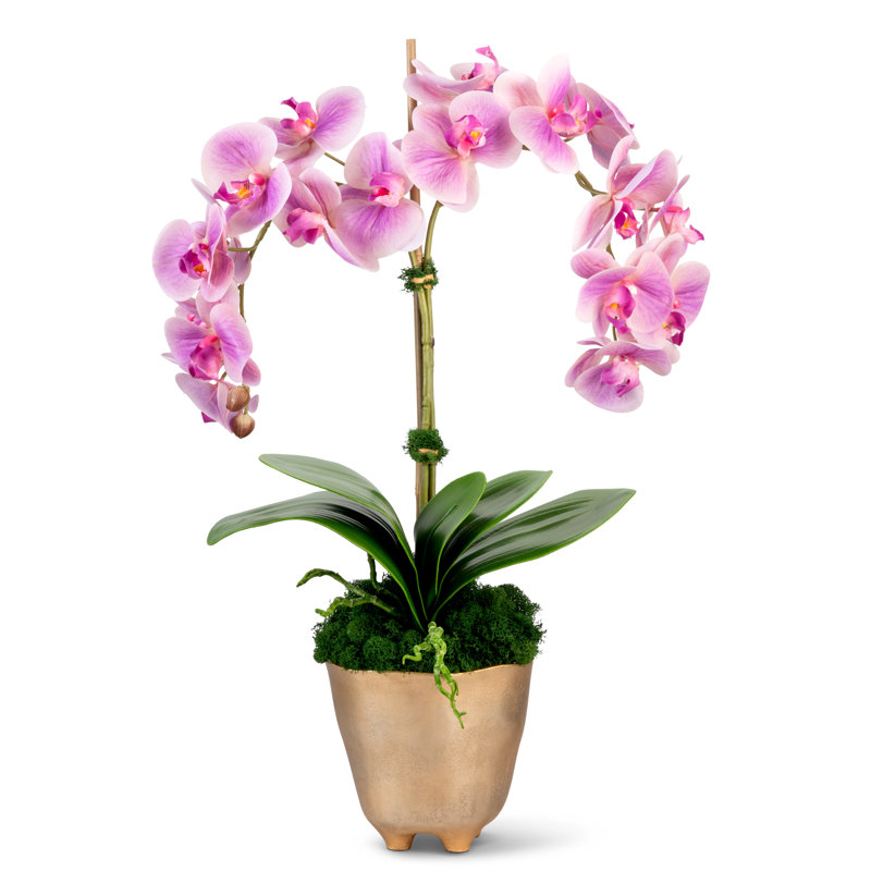 Rowan Orchid Arrangement in Gold Planter, Pink