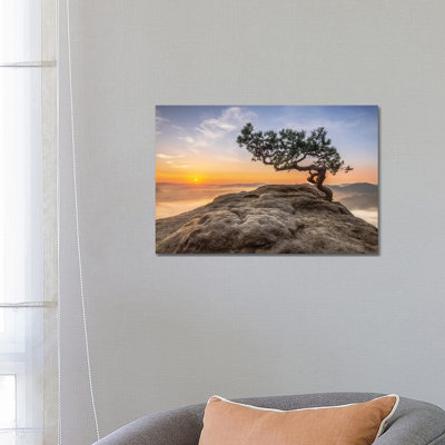 Old Pine by Thomas Siegel - Wrapped Canvas Gallery-Wrapped Canvas Giclée