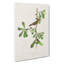 Roscoes Bird by John Audubon - Wrapped Canvas-55324154