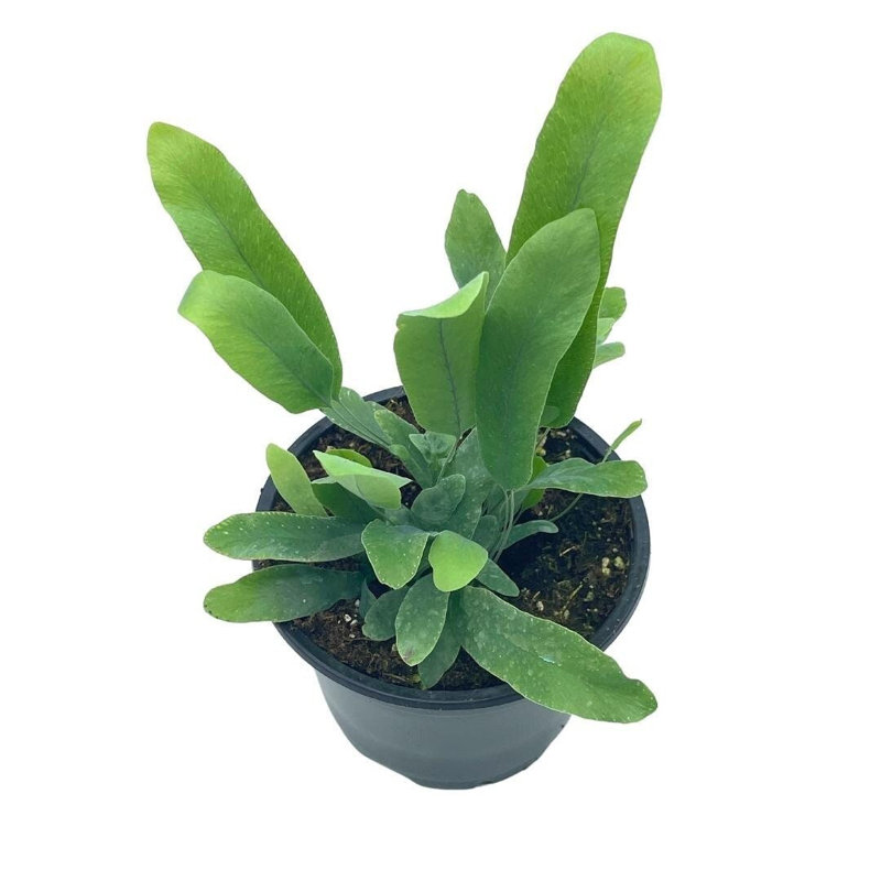 Phlebodium Aureum, 4 Inch