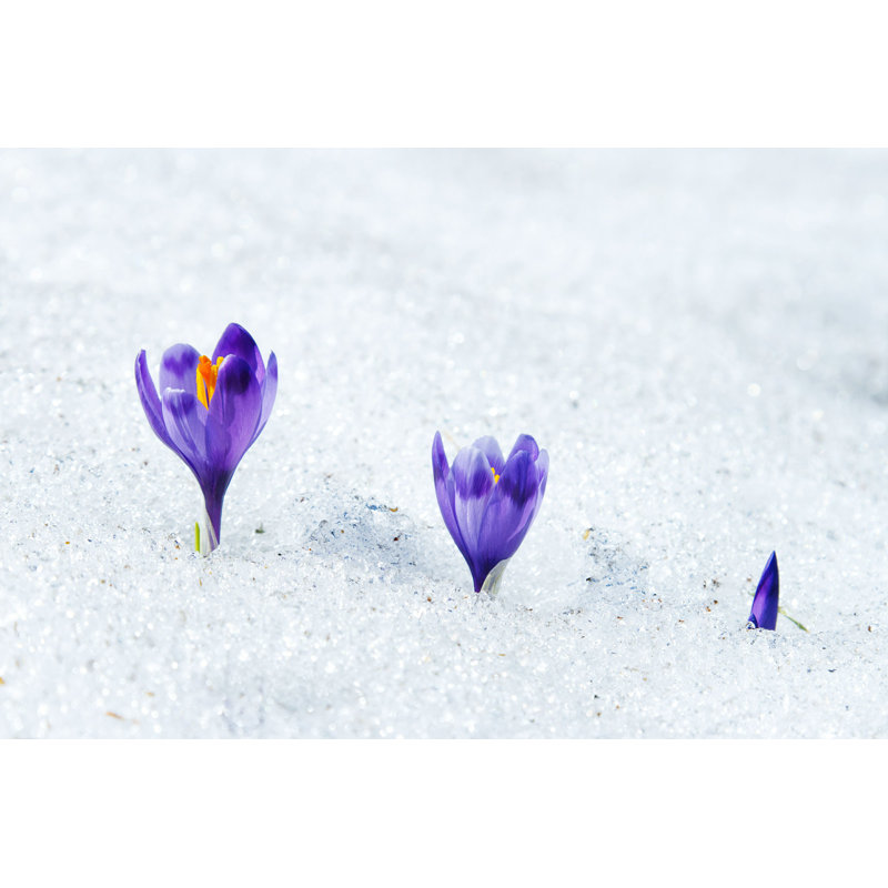 Crocus par - Photographie sur toile tendue, L 12 po x H 8 po
