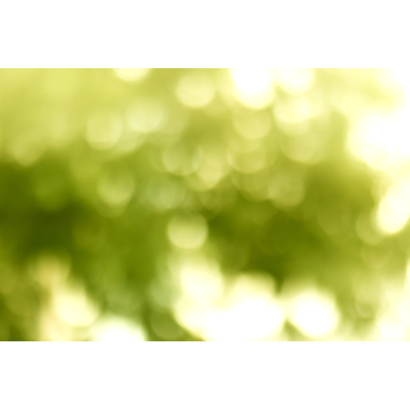 Bokeh dans la forêt du matin par Bombuscreative, H 8 po x l 12 po