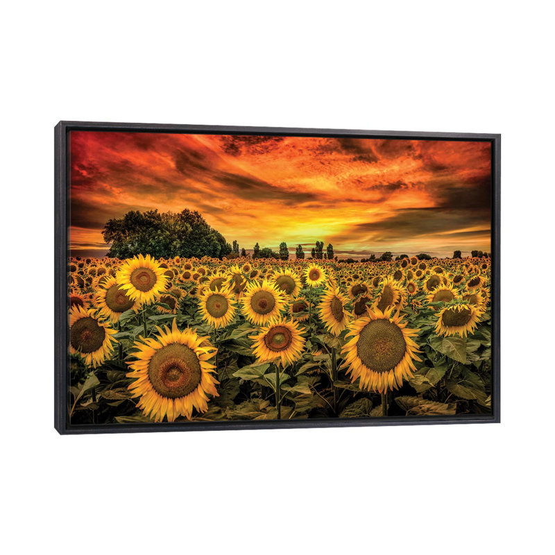 «Tuscany Sunflowers Field» - reproduction, H 18 po x l 26 po x P 1,5 po, Toile avec cadre noir patiné