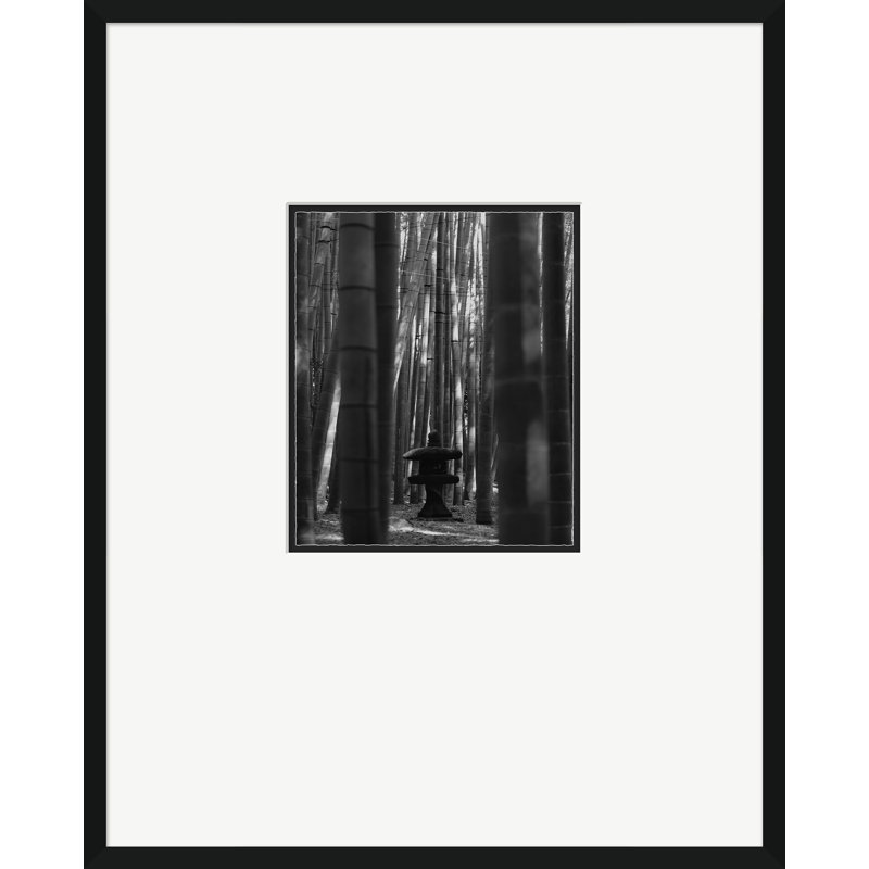 Forêt de bambous - photographie